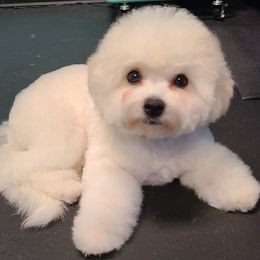Bichon Frises from Charmed Bichons