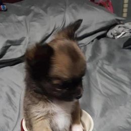 Chihuahua and Chinese Crested Puppies from Western Kentucky Chihuahua’s and Chinese Crested’s