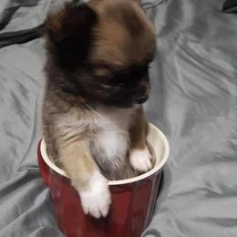 Chihuahua and Chinese Crested Puppies from Western Kentucky Chihuahua’s and Chinese Crested’s