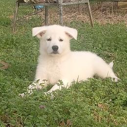 Red girl - White female German Shepherd puppy in Bexar County, Texas from Scenic Creek German Shepherds and White Swiss Shepherds