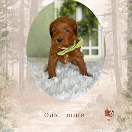 Oak - Red  male Goldendoodle puppy in Canton, Georgia from Teddy Puppies