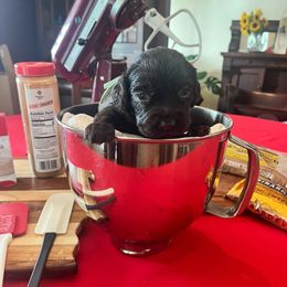 Teal Collar - Brown female Boykin Spaniel puppy in Hurtsboro, Alabama from PARK’s Family Farm