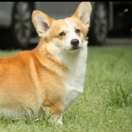 Tyr - Pembroke Welsh Corgi