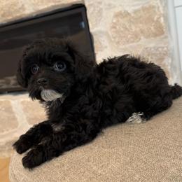Viper - Black male Havapoo puppy in South Jordan, Utah from Lady Paws Puppies - Cassie