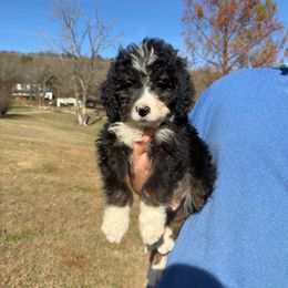 Ivy - Tri-color female Bernedoodle puppy in Malvern, Arkansas from Cove Creek Companions