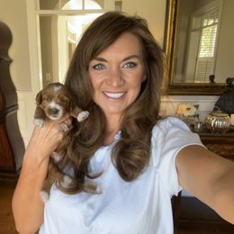 Australian Labradoodle Puppies from Berrybrook Doodles