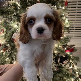 Cavalier King Charles Spaniel Puppies from Ridgefield Cavaliers