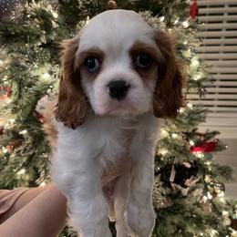 Cavalier King Charles Spaniel Puppies from Ridgefield Cavaliers