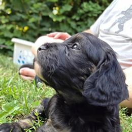 TIramisu - Black male Cavapoo puppy in Lewisburg, Pennsylvania from Jessie's Puppies