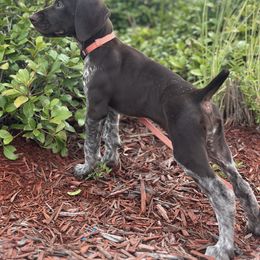English Setter and German Shorthaired Pointer Puppies from CMC Farms