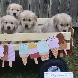 Golden Retrievers from Coldstream Goldens