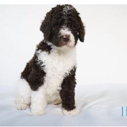 Labradoodle Puppies from I Love U Back Labradoodles