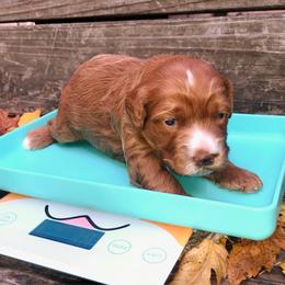 Cider - Red and white female Cockapoo puppy in Hermiston, Oregon from Columbia River Cockapoos