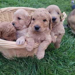 Goldendoodle Puppies from 3 Willows Goldendoodles