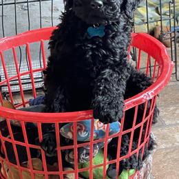 Goldendoodles from Wanda's Goldendoodles