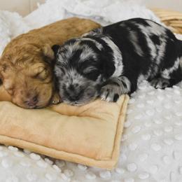 Goldendoodle Puppies from Tuxedo Mountain Doodles