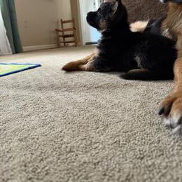 German Shepherd Puppies from Golden Ridge