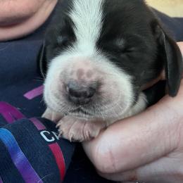 Girl 1 - Black and white female Basset Hound puppy in Iowa from Tabitha's Basset Hounds