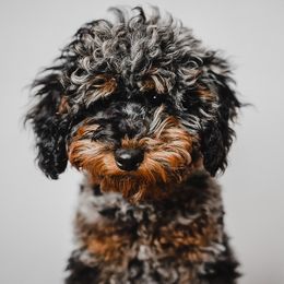 Bruiser - Poodle