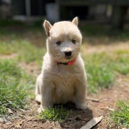 Girl 2 - White female Siberian Husky puppy in Everett, Washington from Addison Grove Huskies