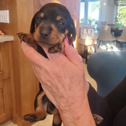 Dachshund Puppies from Lisa's Dachshunds
