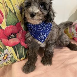 Keefer - Merle male Cavapoo puppy in Shipshewana, Indiana from Shelli's Puppies