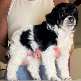 Trooper - Black male Poodle puppy in Sperry, Oklahoma from PuppyLove Poodles