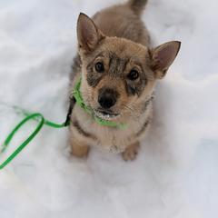 Swedish Vallhund puppies from Solgladje’s Swedish Vallhunds