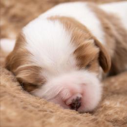 Yahtzee - Blenheim female Cavalier King Charles Spaniel puppy in Hendersonville, North Carolina from Grayfinn House