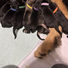 Tibetan Mastiff puppies from Great North Woods Tibetan Mastiffs
