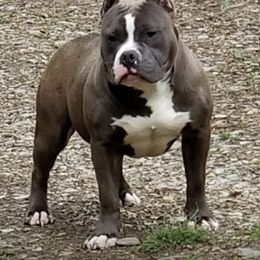 American Bully Puppies from Impressive Bred Bullies