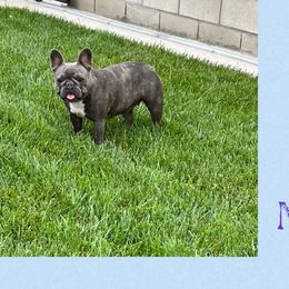 Neena - French Bulldog