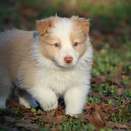 Boy 1 - Gold male Border Collie puppy in Tylertown, Mississippi from Cool Meadow Farms