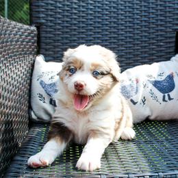 Lady Liberty - Red merle female Miniature Australian Shepherd puppy in Oakland, Maryland from Yarborough Kennels