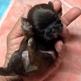 Chico - Brindle male Shih Tzu puppy in Victorville, California from RUMBLE n TUMBLE