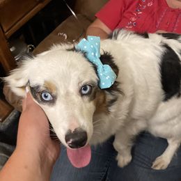 Missy - Miniature Australian Shepherd