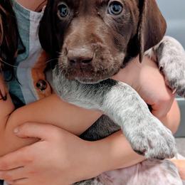 Kobi - Liver and white German Shorthaired Pointer puppy in Graham, Washington from Dali and Company