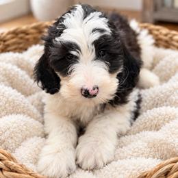 Bee - Parti female Goldendoodle puppy in Pollock Pines, California from Penny Lane’s Doodles