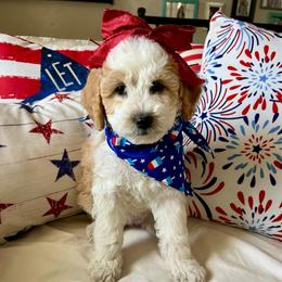 Lily - Red phantom female Aussiedoodle puppy in St George, Utah from Peachydoodlepups