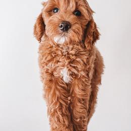 Jefferson (Black Collar) - Red  male Goldendoodle puppy in Beaverton, Oregon from Henry Elliots