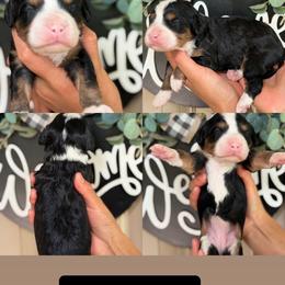 Cat women - Black tri-color female Assorted Doodle Crosses puppy in Yuciapa, California from AlltheDoodlez_