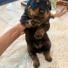 Cinder - Black and mahogany female Rottweiler puppy in Parker, Colorado from Denver Rottweilers