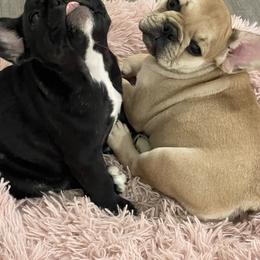 French Bulldog Puppies from Mayfair French Bulldogs