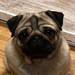 Patsy - Pug