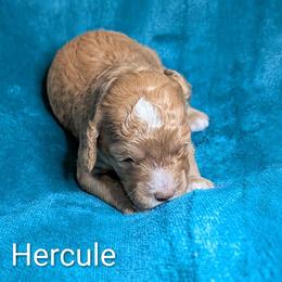 Hercule - Golden male Cockapoo puppy in Sunset, Louisiana from Cano Cockapoos