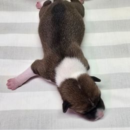 Girl 1 - Red and white female Basenji puppy in Caldwell, Texas from Candyce Witte