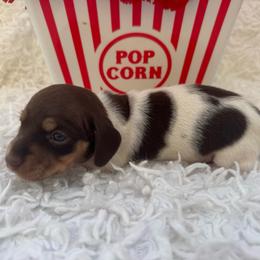 Lottie - Piebald female Dachshund puppy in Colbert, Oklahoma from Brooke Crenshaw
