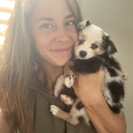 Miniature Australian Shepherd and Toy Australian Shepherd Puppies from Sunset Hill Mini & Toy Aussies