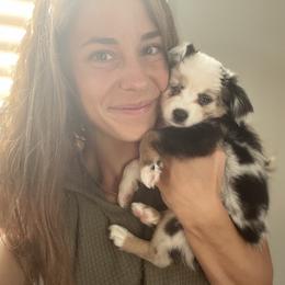 Miniature Australian Shepherd and Toy Australian Shepherd Puppies from Sunset Hill Mini & Toy Aussies