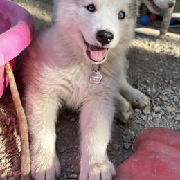 Pomskies and Siberian Huskies from Husky Haven WA